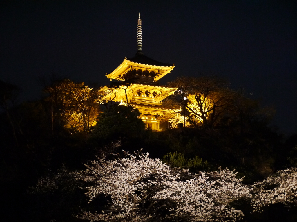 三溪園の夜桜2013年3月23日