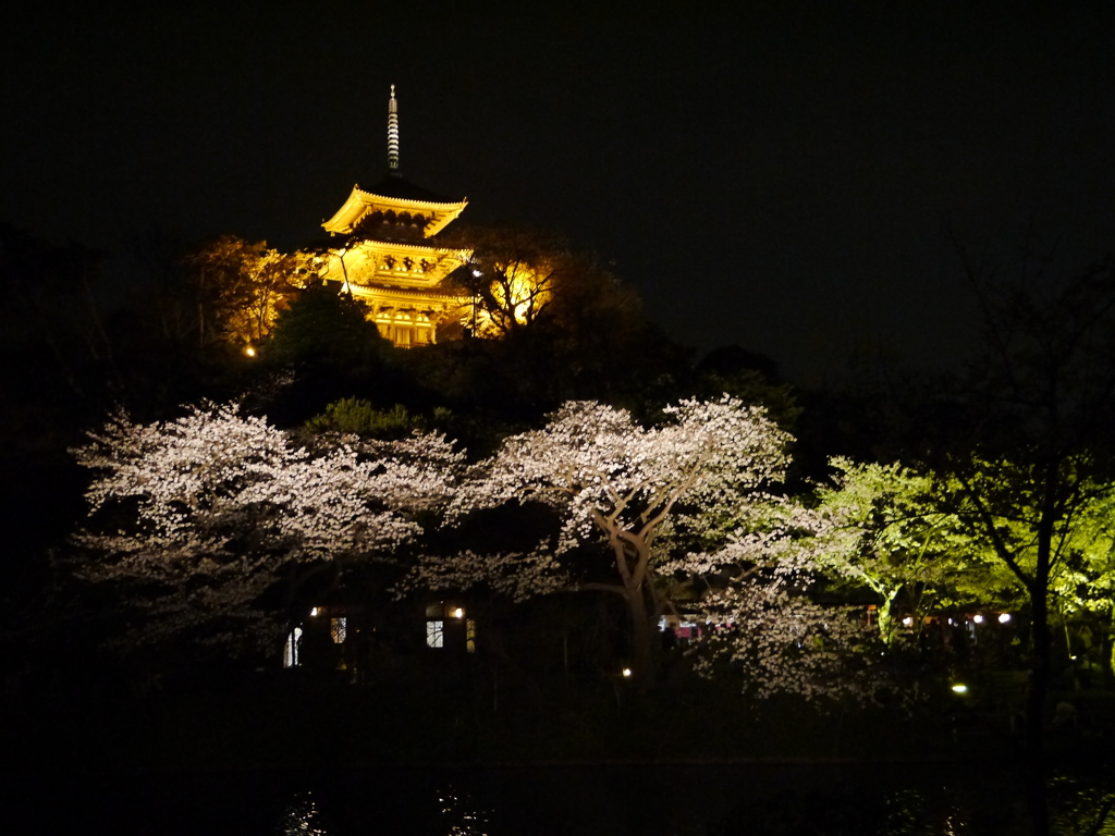 三溪園の夜桜2013年3月23日