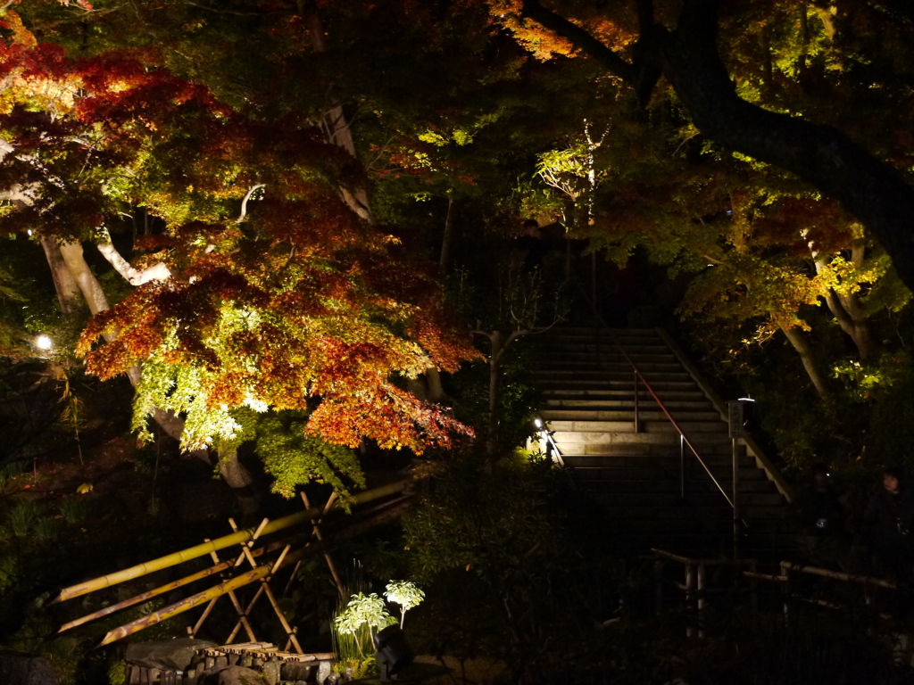 長谷寺の紅葉ライトアップ