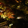 長谷寺の紅葉ライトアップ