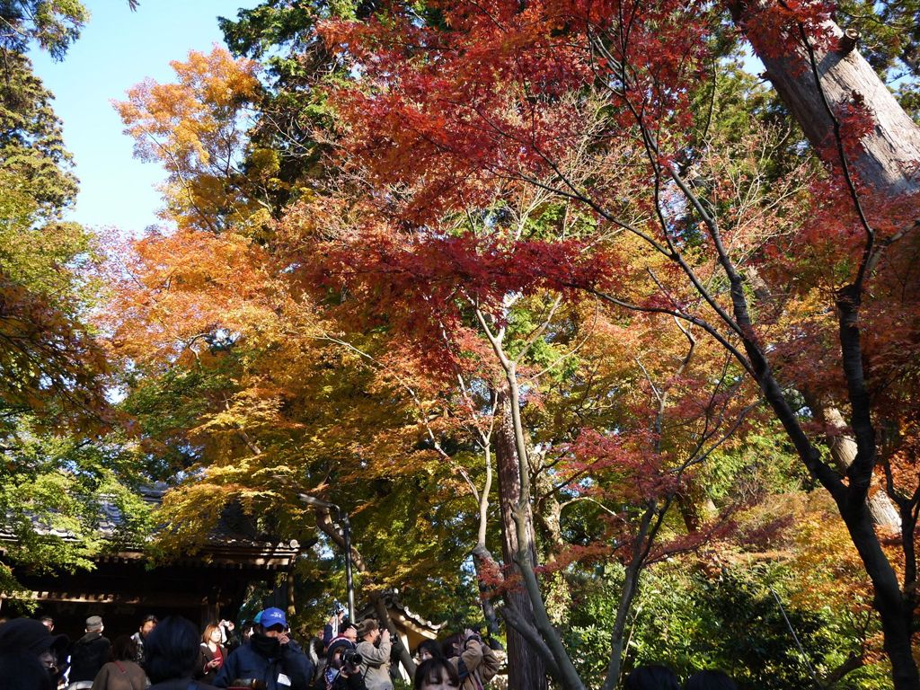 鎌倉 円覚寺
