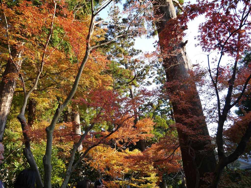 鎌倉 円覚寺