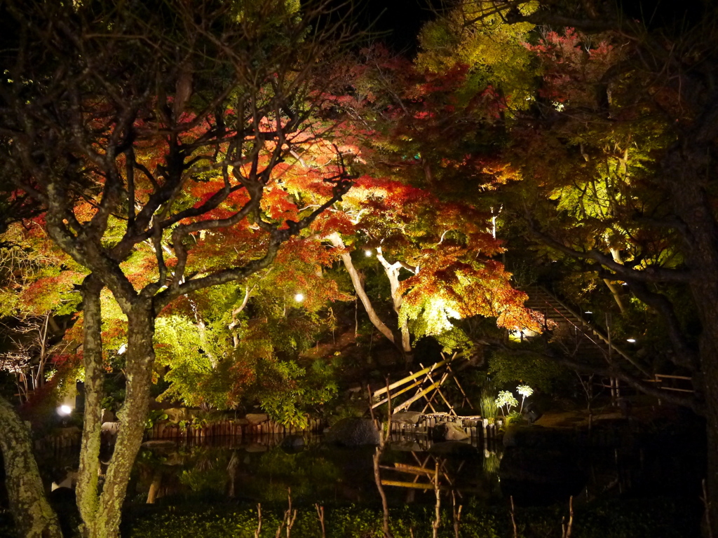 長谷寺の紅葉ライトアップ