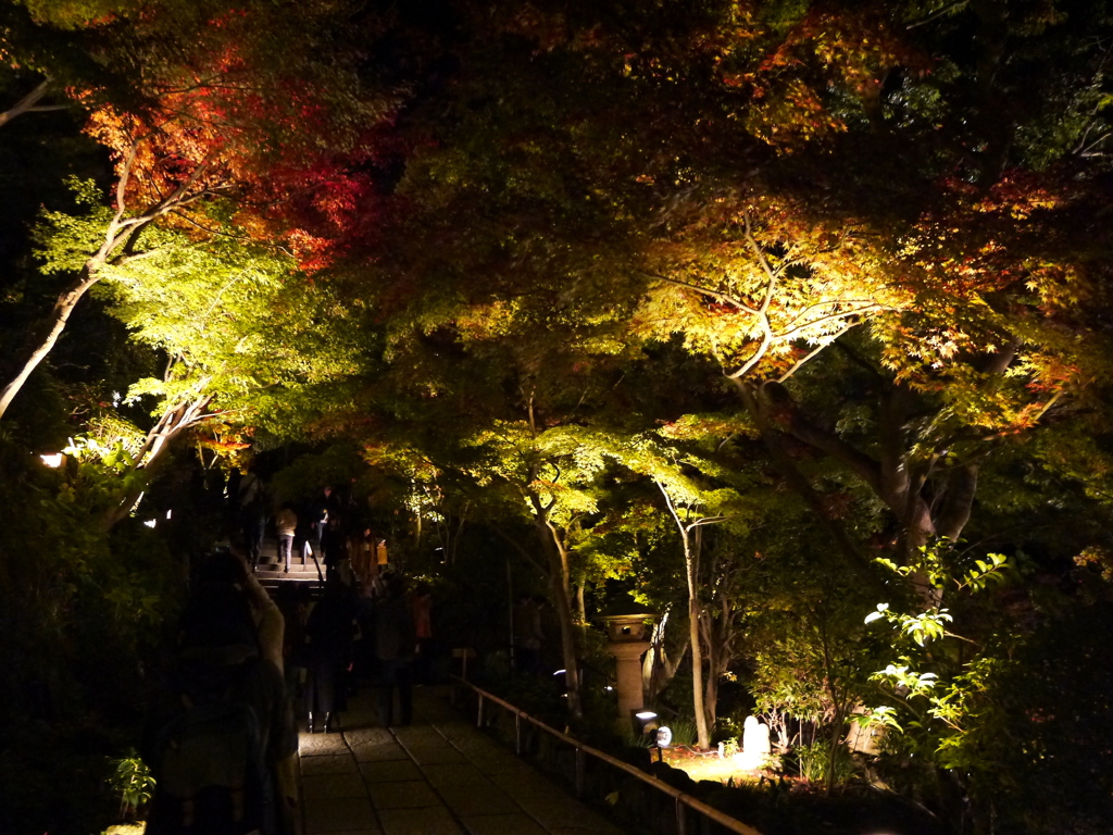 長谷寺の紅葉ライトアップ