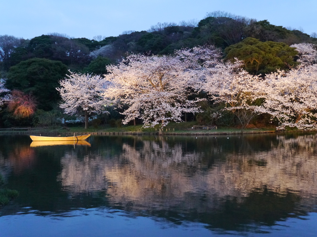 三溪園の夜桜2013