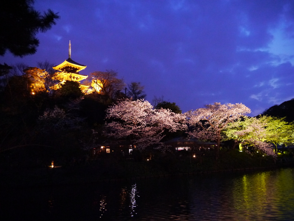 三溪園の夜桜2013