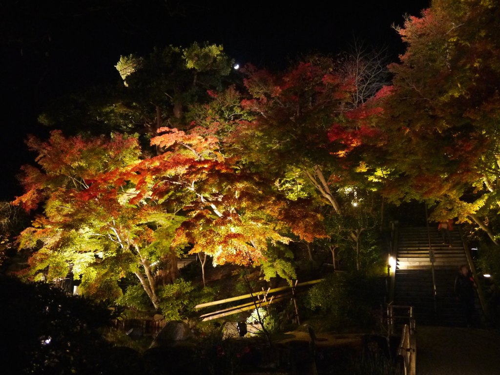 長谷寺の紅葉ライトアップ