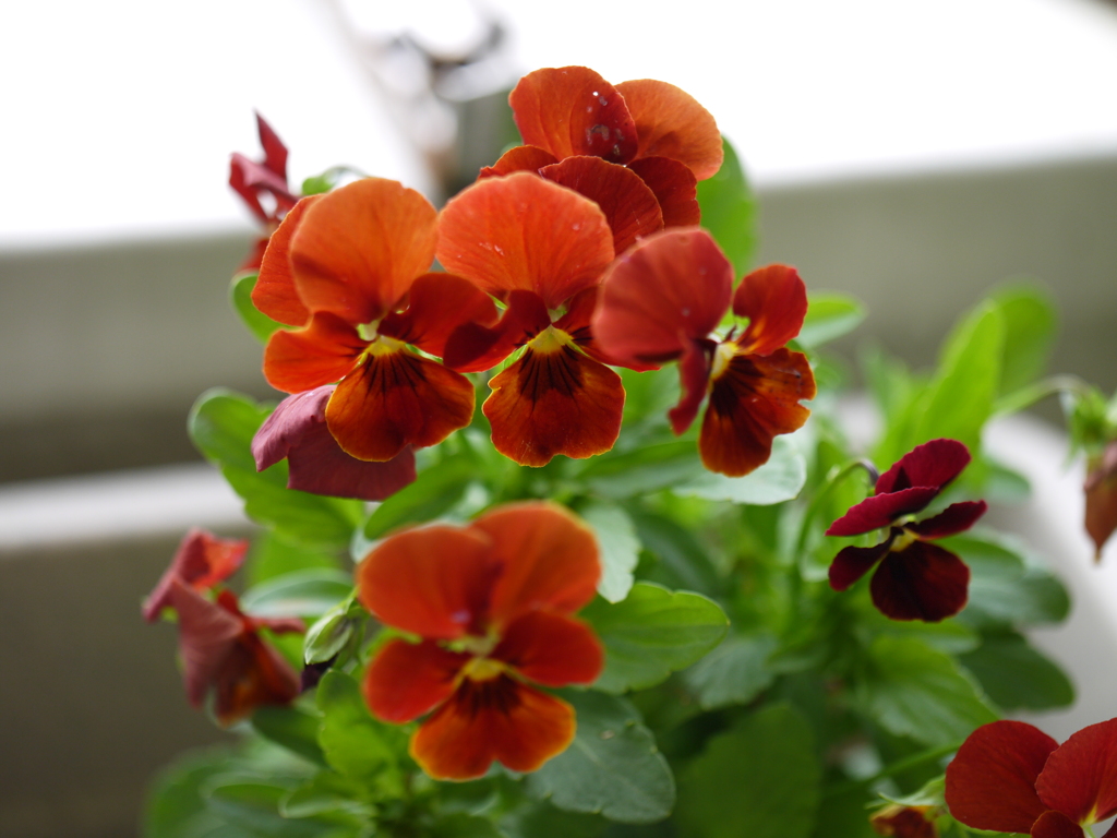 ベランダの花