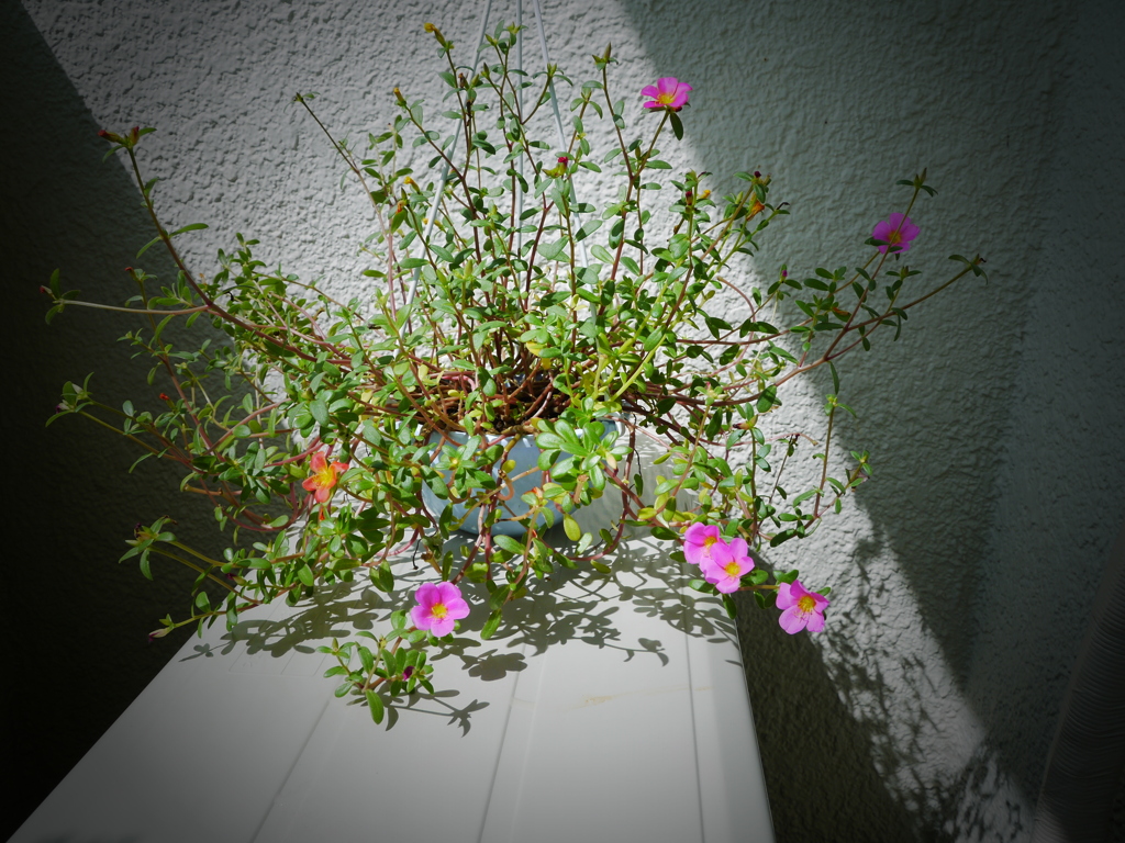 ベランダの花