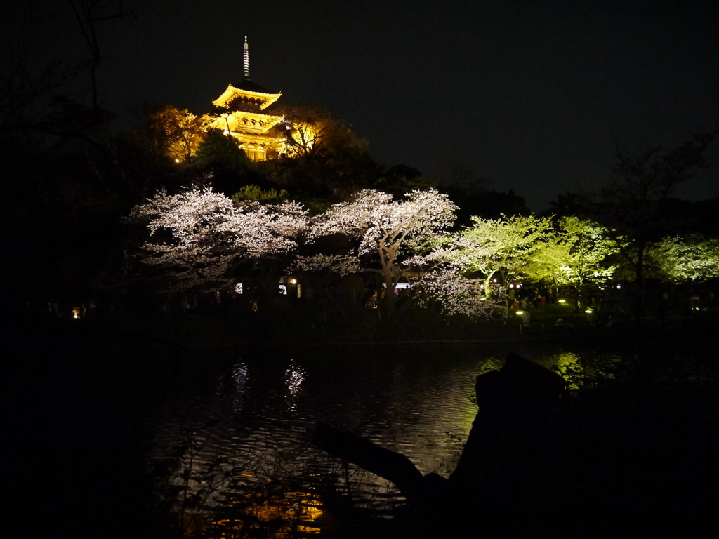 三溪園の夜桜2013年3月23日