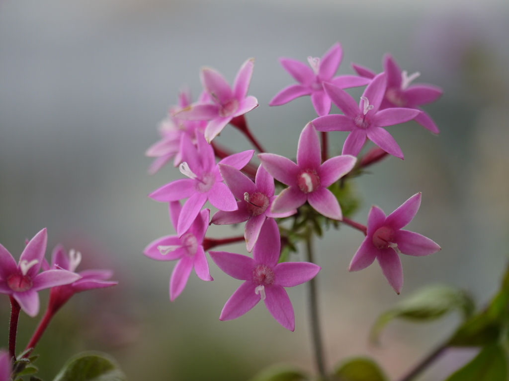 ベランダの花