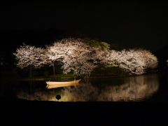三溪園の夜桜2013年3月23日