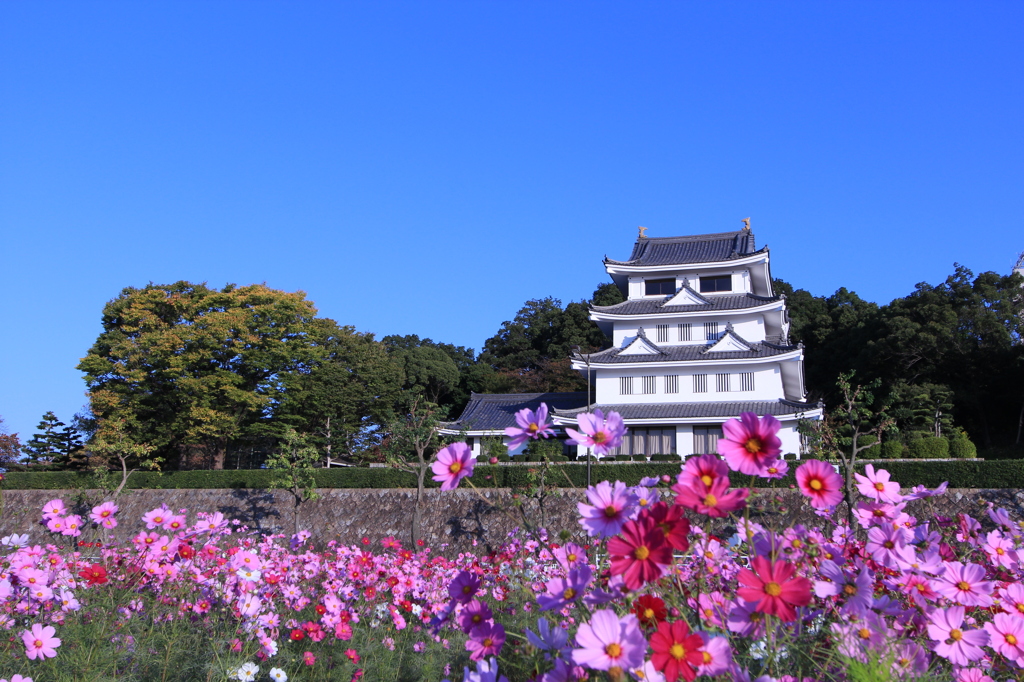 コスモスとお城