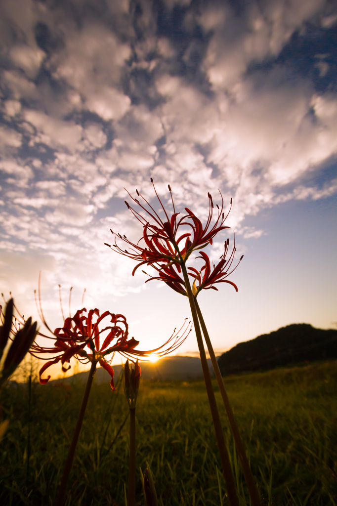 夕暮れの曼珠沙華