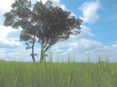 The road of a wind 