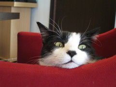 悪にゃんこ