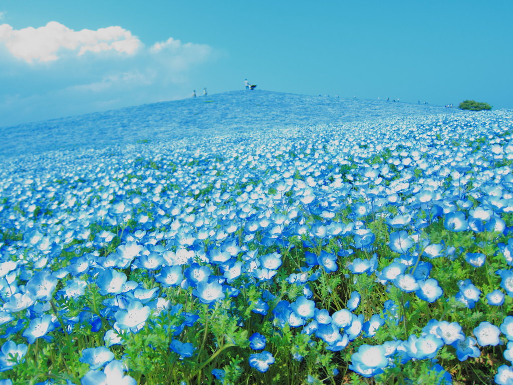 蒼い海