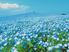 蒼い海