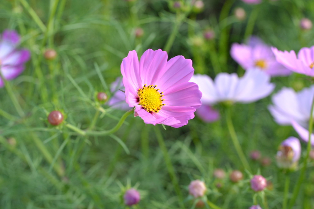 COSMOS 2012-1