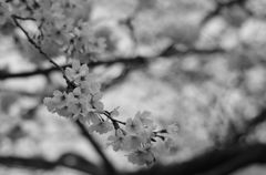 SAKURA 2013_2