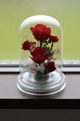 Dry Rose