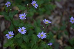 Tiny Flower