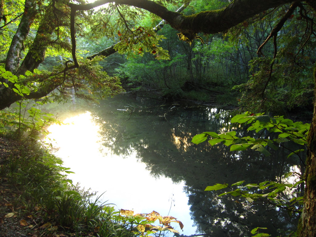 heavenly forest