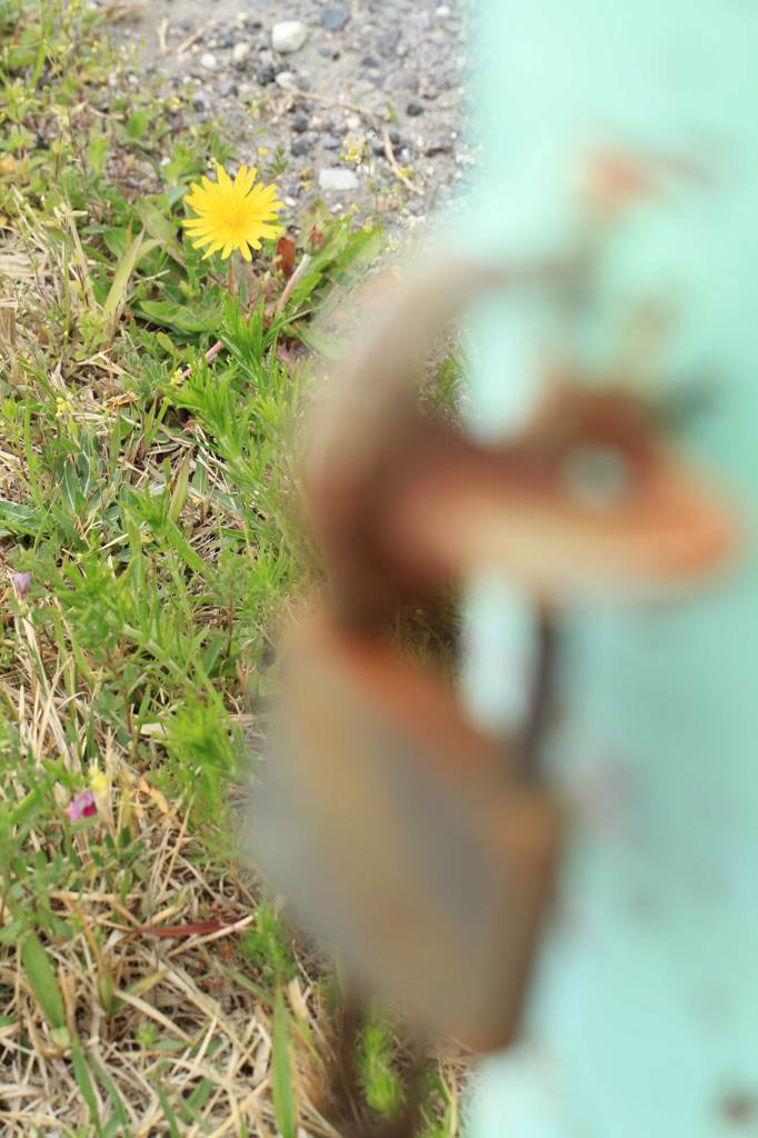 遠い春