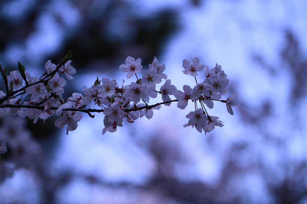春なのに02