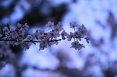 春なのに02
