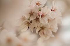 桜咲く