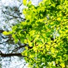 fresh verdure #03