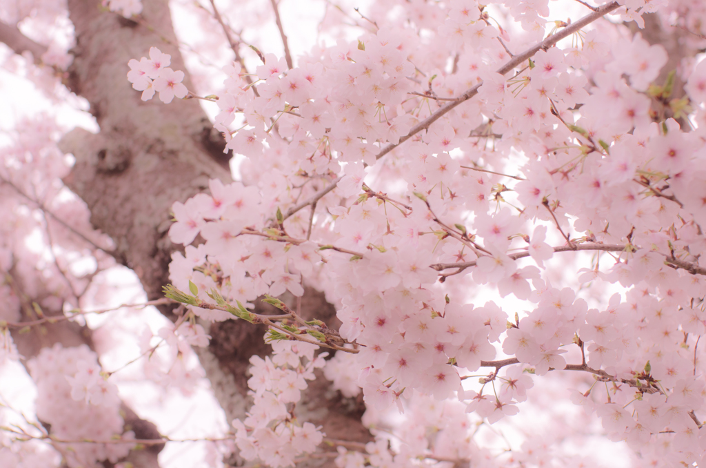 サクラノキセツ#05