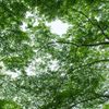 fresh verdure #02