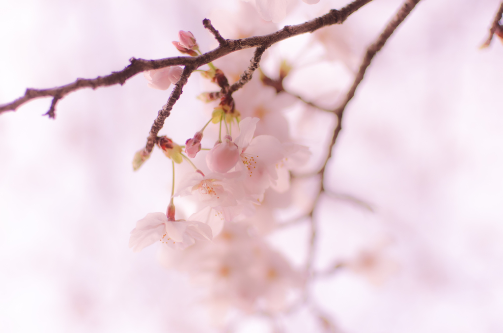 サクラノキセツ#02