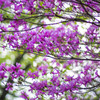spring flowers...#03