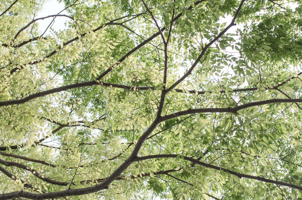 fresh verdure #01