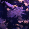 サカサクラゲ
