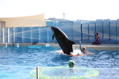 イルカショースタジアム
