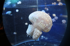 タコクラゲ