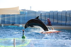 イルカショースタジアム