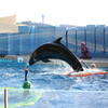 イルカショースタジアム
