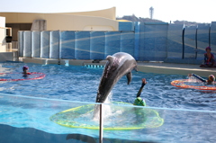 イルカショースタジアム