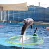 イルカショースタジアム