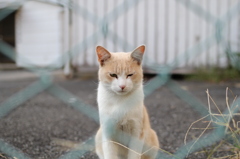 #1　金網越しの猫