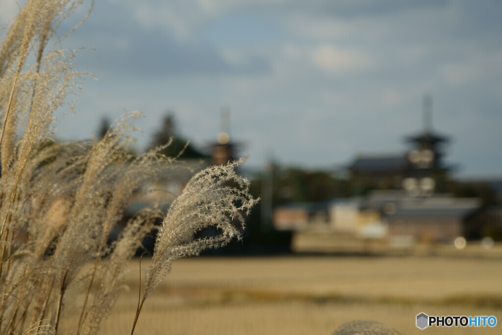 薬師寺遠景