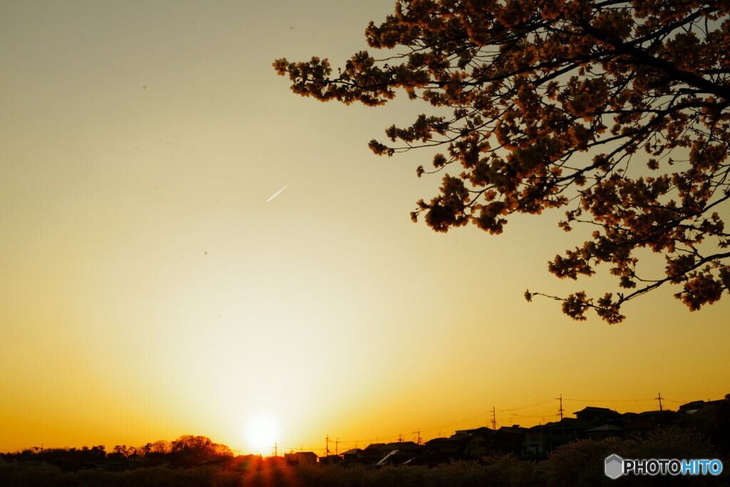 桜 夕景