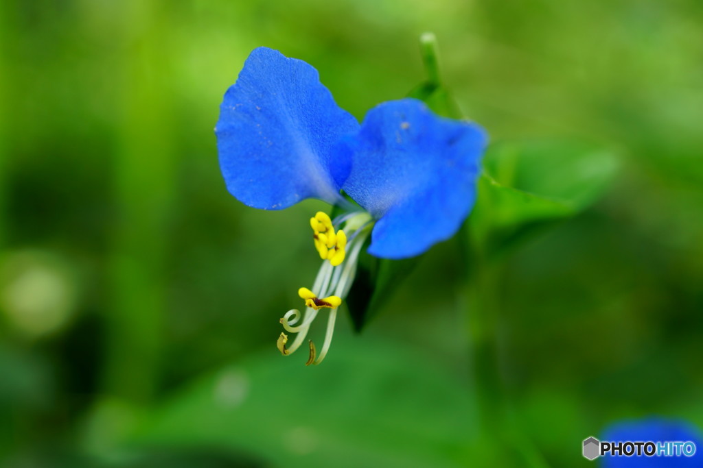 露草