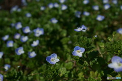 小さな花畑