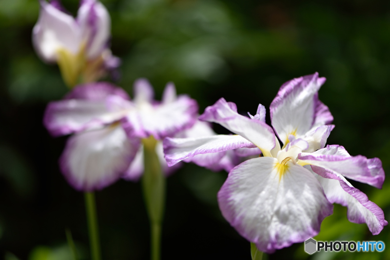 花菖蒲２